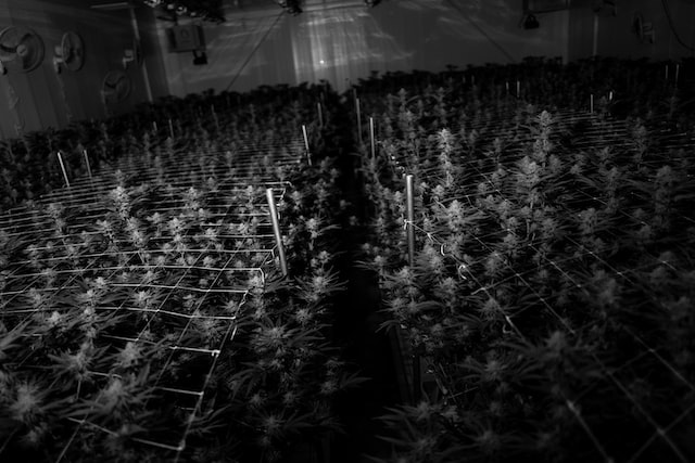 How to Implement CO2 to your Grow